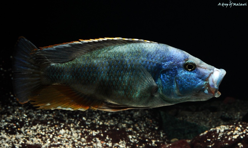 Nimbochromis livingstonii